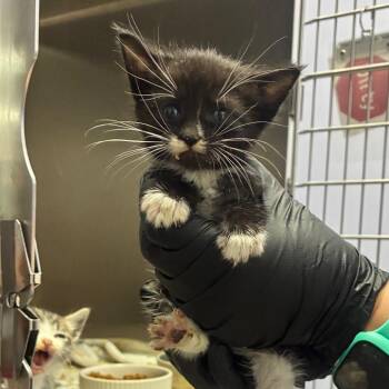Jane -  Domestic Short Hair Cat for Adoption in Portage, Michigan - Jane | PetCurious