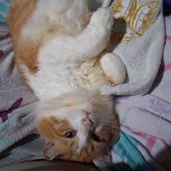 Karama -  Domestic Medium Hair Cat for Adoption in Milan, Illinois - Karama | PetCurious