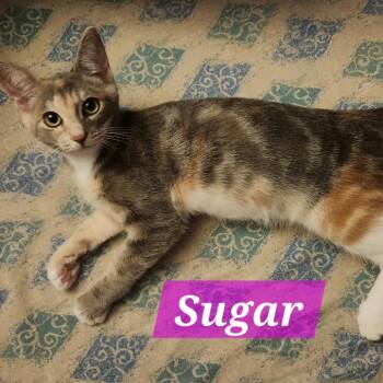 Sugar -  Domestic Short Hair Cat for Adoption in La Grange, Kentucky - Sugar | PetCurious