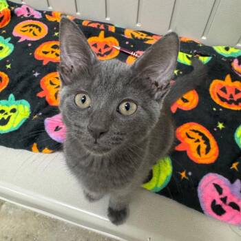 Sandy Seashore -  Domestic Short Hair Cat for Adoption in York, Pennsylvania - Sandy Seashore | PetCurious