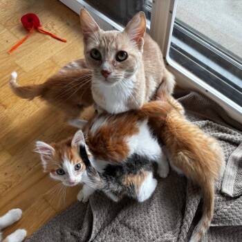Sleep -  Domestic Short Hair Cat for Adoption in Evanston, Illinois - Sleep | PetCurious