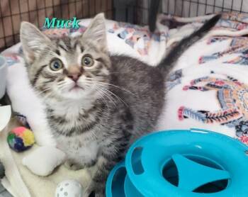 Muck Three -  Domestic Short Hair Cat Available for Adoption in Diamond Springs, California - Muck Three | PetCurious