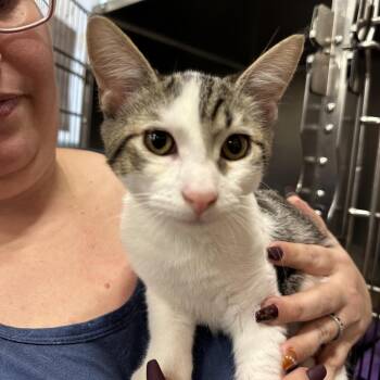Rainier -  Domestic Short Hair Cat for Adoption in Spokane, Washington - Rainier | PetCurious