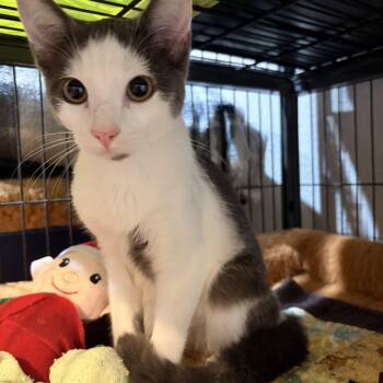 Baby Girl -  Domestic Short Hair Cat for Adoption in Melbourne, Arkansas - Baby Girl | PetCurious