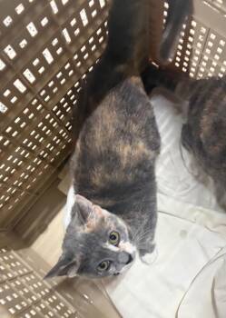 Chang’e -  Domestic Short Hair Cat for Adoption in Fort Lupton, Colorado - Chang’e | PetCurious