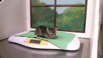 A2094463 -  Domestic Short Hair Cat for Adoption in Houston, Texas - A2094463 | PetCurious
