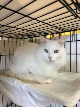 Dapperling -  Domestic Long Hair Cat for Adoption in Candler, North Carolina - Dapperling | PetCurious