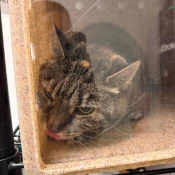 Mama -  Domestic Short Hair Cat for Adoption in Philadelphia, Pennsylvania - Mama | PetCurious