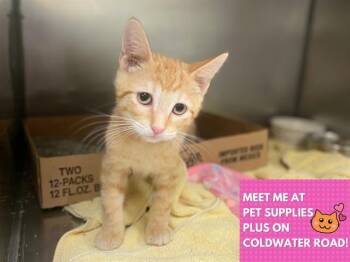 SUNSET -  Domestic Short Hair Cat for Adoption in Fort Wayne, Indiana - SUNSET | PetCurious