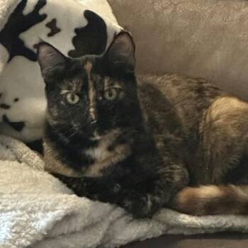 Mocha -  Domestic Short Hair Cat for Adoption in Reno, Nevada - Mocha | PetCurious