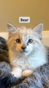 Bear -  Domestic Long Hair Cat for Adoption in St. George, Utah - Bear | PetCurious