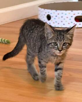 Cookie -  Tabby and Domestic Short Hair Cat for Adoption in Walnut Creek, California - Cookie | PetCurious