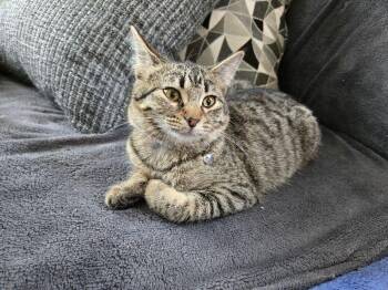 Domestic Short Hair Cats Available for Adoption in Adrian, Michigan - Emerald | PetCurious