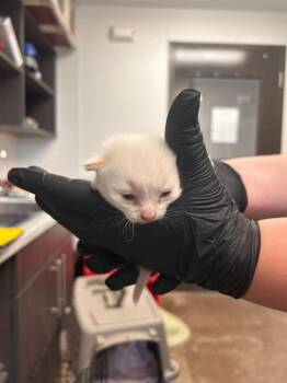 Versace -  Domestic Short Hair Cat for Adoption in Minot, North Dakota - Versace | PetCurious