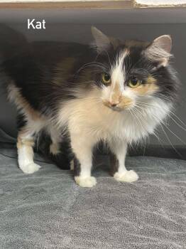 Rescue Domestic Long Hair Cats for Adoption in Hoopeston, Illinois - Kat | PetCurious