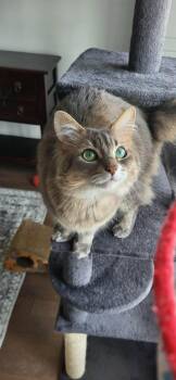 Domestic Medium Hair Cats Available for Adoption - Mochi | PetCurious