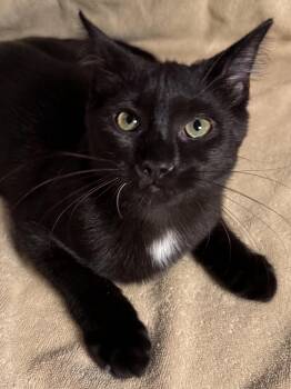 Apollo -  Domestic Short Hair Cat for Adoption in New Milford, Connecticut - Apollo | PetCurious