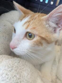 Rusty -  Domestic Short Hair Cat for Adoption in Westminster, California - Rusty | PetCurious