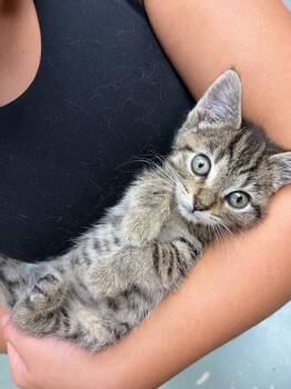 Becky -  Domestic Short Hair Cat for Adoption in Hamilton, Ohio - Becky | PetCurious