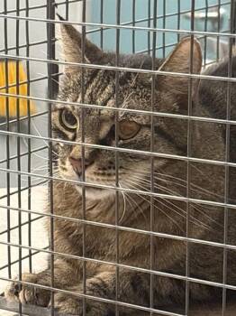 Rescue Domestic Medium Hair Cats for Adoption in Las Vegas, Nevada - BELLA | PetCurious