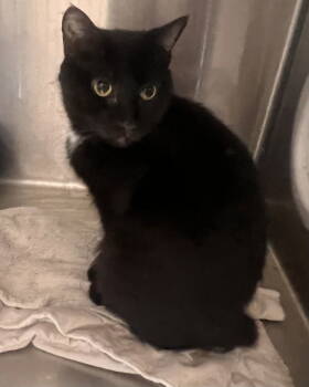 Rescue Domestic Short Hair Cats for Adoption in Georgetown, Kentucky - Bookworm | PetCurious