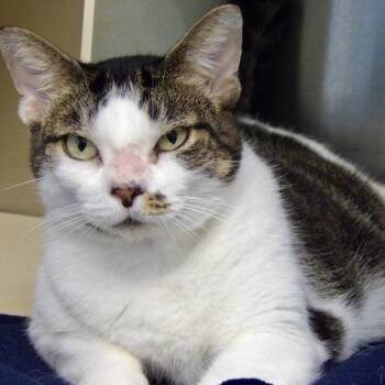 Yuki -  Domestic Short Hair Cat for Adoption in Newark, New Jersey - Yuki | PetCurious