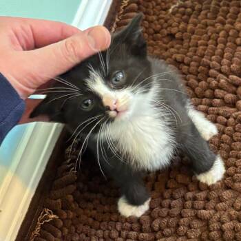 Gaston -  Domestic Short Hair Cat Available for Adoption in Mebane, North Carolina - Gaston | PetCurious