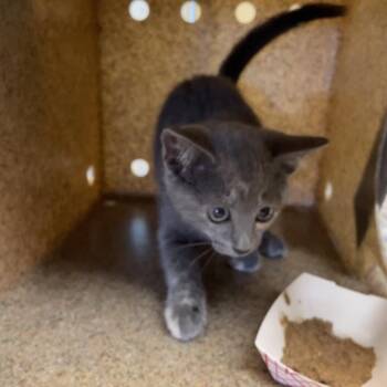 Pia -  Domestic Short Hair Cat for Adoption in Pasadena, California - Pia | PetCurious