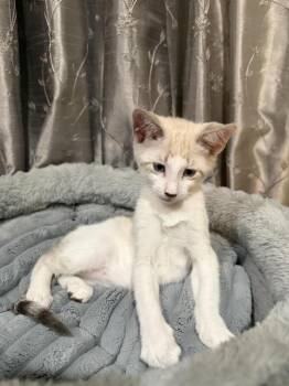 Chimmy -  Siamese Cat for Adoption in Sunnyvale, California - Chimmy | PetCurious