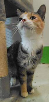 Maci -  Domestic Short Hair Cat for Adoption in Billings, Montana - Maci | PetCurious