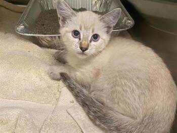 LEELOO -  Siamese Cat for Adoption in Tustin, California - LEELOO | PetCurious