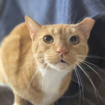 Domestic Short Hair Cats Available for Adoption in Westland, Michigan - Blaze | PetCurious