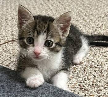 ALLEY -  Domestic Short Hair Cat for Adoption in Charlotte, North Carolina - ALLEY | PetCurious