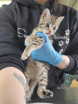 American Shorthair Cats Available for Adoption in Fertile, Minnesota - Cashew | PetCurious