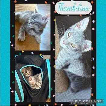 Thumbelina -  Domestic Short Hair Cat for Adoption in Orangevale, California - Thumbelina | PetCurious