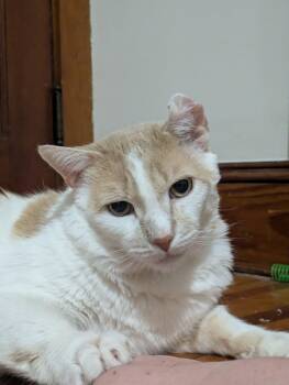 Rescue Domestic Short Hair Cats for Adoption in New Britain, Connecticut - Nemo | PetCurious