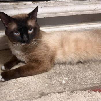 Munch -  Siamese Cat for Adoption in New York, New York - Munch | PetCurious