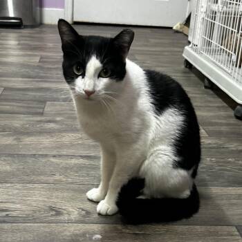 Oliver from Bolivar -  Domestic Short Hair Cat for Adoption in Boerne, Texas - Oliver From Bolivar | PetCurious