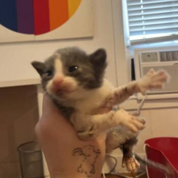 Rhea -  Domestic Short Hair Cat for Adoption in San Antonio, Texas - Rhea | PetCurious