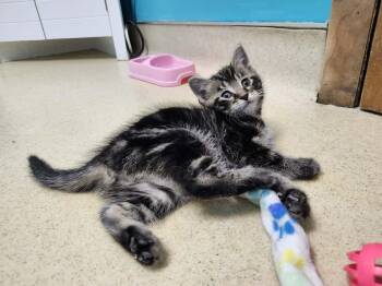 Domestic Short Hair Cats Available for Adoption in Reynoldsburg, Ohio - Mush | PetCurious