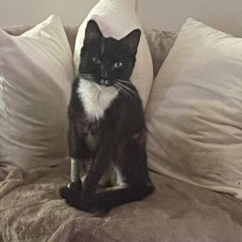 Rescue Domestic Short Hair Cats for Adoption in Fredericksburg, Virginia - Loa | PetCurious