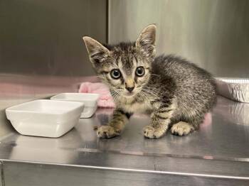 Domestic Short Hair Cats Available for Adoption in Tustin, California - TIMMY | PetCurious