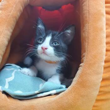 Porg -  Domestic Short Hair Cat for Adoption in Westminster, California - Porg | PetCurious