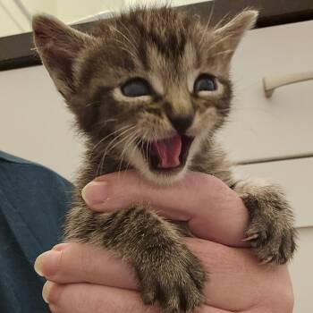 Milo Argo -  Domestic Short Hair Cat for Adoption in Eagle Mountain, Utah - Milo Argo | PetCurious