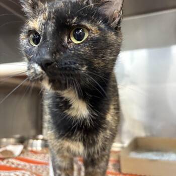 Gizmo -  Domestic Short Hair Cat for Adoption in Saint Charles, Missouri - Gizmo | PetCurious