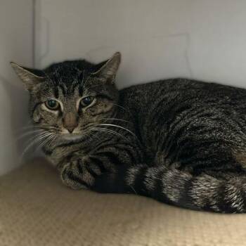 Domestic Short Hair Cats Available for Adoption - Croissant In Hand | PetCurious