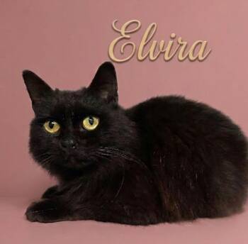 Domestic Medium Hair Cats Available for Adoption in Rutherfordton, North Carolina - Elvira | PetCurious