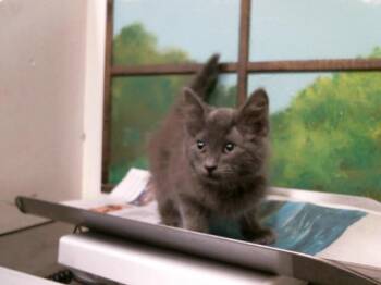 Domestic Long Hair and Domestic Short Hair Cats Available for Adoption in Houston, Texas - HANK | PetCurious