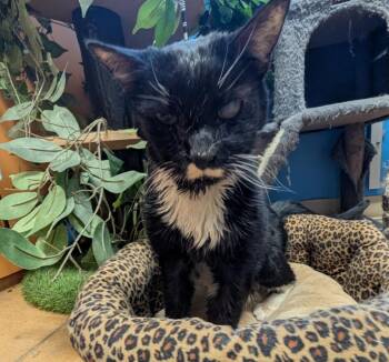 Toofun -  Domestic Short Hair Cat for Adoption in Thayne, Wyoming - Toofun | PetCurious
