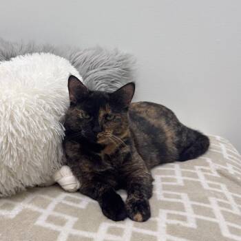 Tawny 2 -  Domestic Short Hair Cat for Adoption in Cumming, Georgia - Tawny 2 | PetCurious